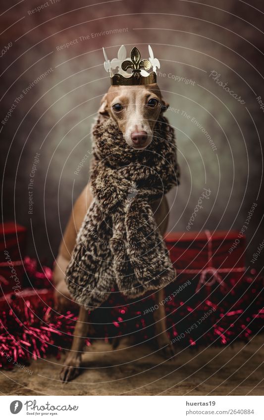 Funny dog dressed as a wizard king. Christmas Happy Beautiful Feasts & Celebrations Christmas & Advent Friendship Animal Pet Dog 1 Friendliness Happiness Brown