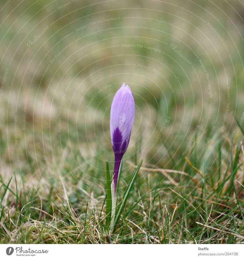 Spring Crocus crocus Spring crocus Spring flowering plant flower bud come into bloom Fine herald of spring March Plantlet spring awakening Spring colours
