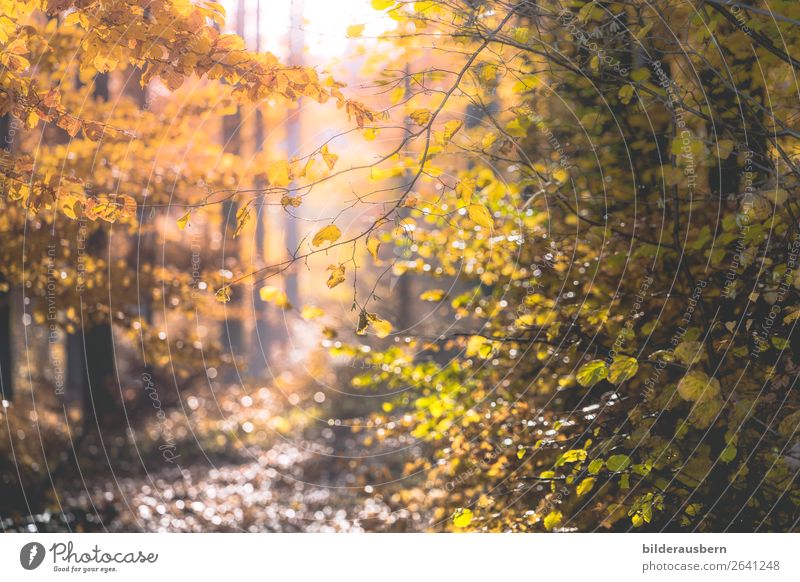 Autumn Light Magic Beautiful weather Glittering Happy Optimism Purity Hope Autumn leaves Forest Automn wood Enchanting Autumnal colours Illuminate Sunlight