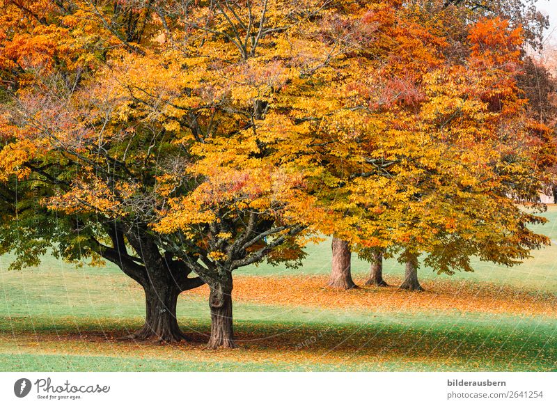 autumn magic Autumn Park Power Beautiful Autumn leaves Autumnal colours Tree Tree trunk Autumnal weather Splendid Colour photo Exterior shot Day
