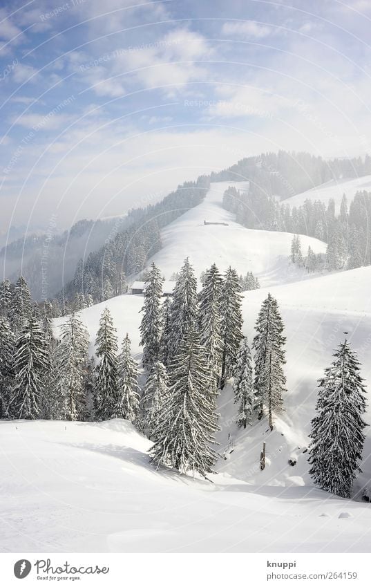 Winter on the Rigi Environment Nature Landscape Plant Sky Clouds Sun Sunlight Beautiful weather Fog Ice Frost Snow Tree Forest Hill Alps Mountain Peak