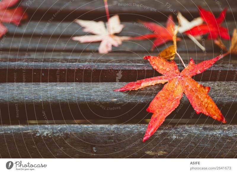 Red maple leaves on wooden bench Nature Autumn Tree Leaf Drop Wet fall Fallen colorful water Dew moisture Seasons acer Bench Humidity Exterior shot