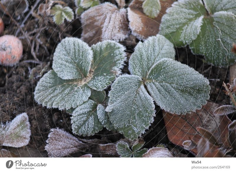 chill Plant Earth Winter Ice Frost Leaf Agricultural crop Garden Crystal Freeze Cold Brown Gray Green Black Silver White Nature Frozen hard ground