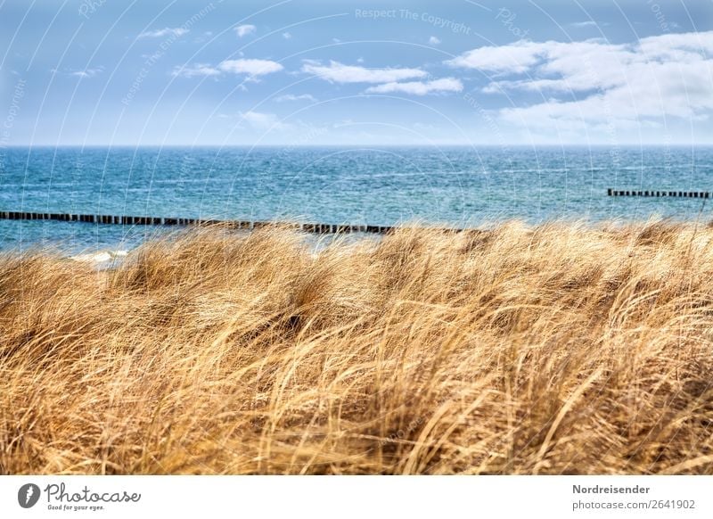 Spring on the Darß Vacation & Travel Tourism Summer Summer vacation Beach Ocean Nature Landscape Water Autumn Climate Beautiful weather Grass Coast North Sea