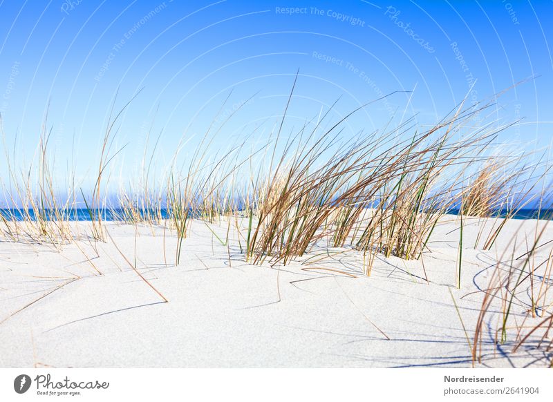 Dune grass at the Baltic Sea Vacation & Travel Tourism Camping Summer Summer vacation Beach Ocean Nature Landscape Sand Water Beautiful weather Plant Grass