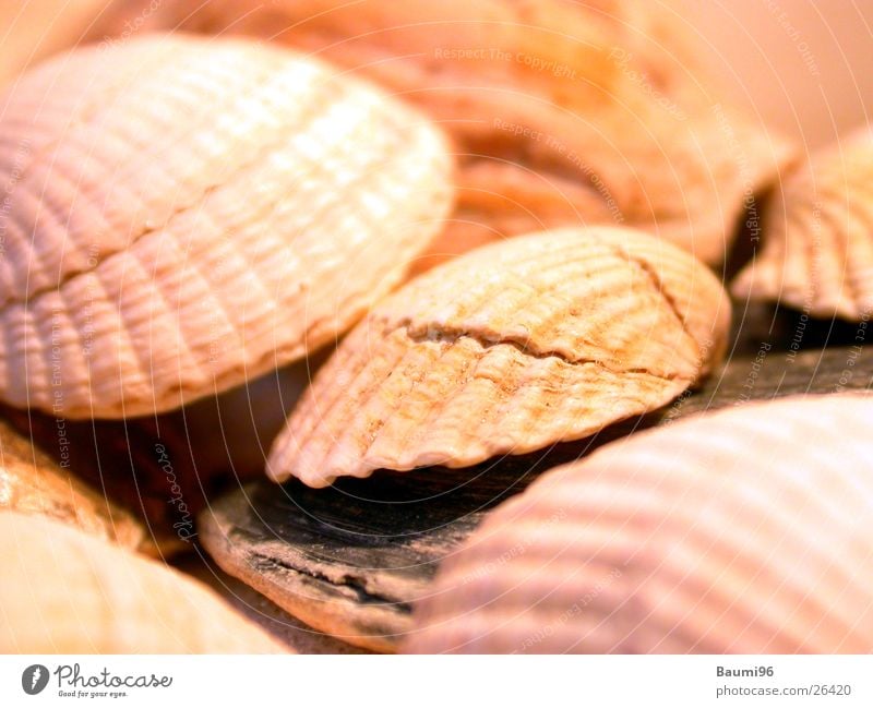 seashells Mussel Beach Vacation & Travel Ocean Sun