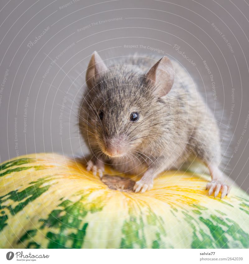 Here comes the mouse Nature Autumn Plant Agricultural crop Pumpkin Garden Animal Mouse Animal face Pelt Paw Mammal Rodent 1 Observe Cute Above Break Perspective