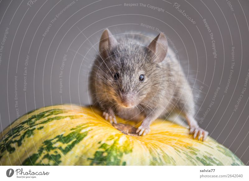 pumpkin season Environment Nature Autumn Pumpkin time Animal Wild animal Mouse Animal face Rodent House mouse 1 Observe Crawl Curiosity Cute Above Watchfulness