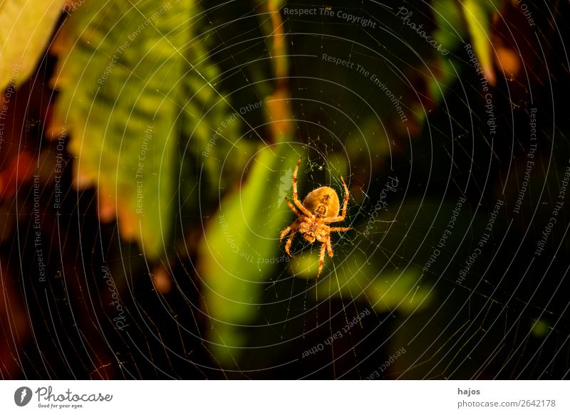 Spider in her web Internet Nature Brown Cross spider Orb weaver spider Net Insect Close-up Leaf Large Creepy fauna animal world lurked Colour photo