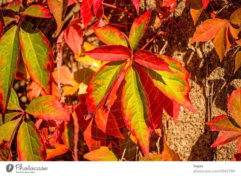 wild wine in autumn colours Nature Plant Wall (barrier) Wall (building) Yellow Red Virginia Creeper Leaf foliage Autumnal colours Autumn leaves Green