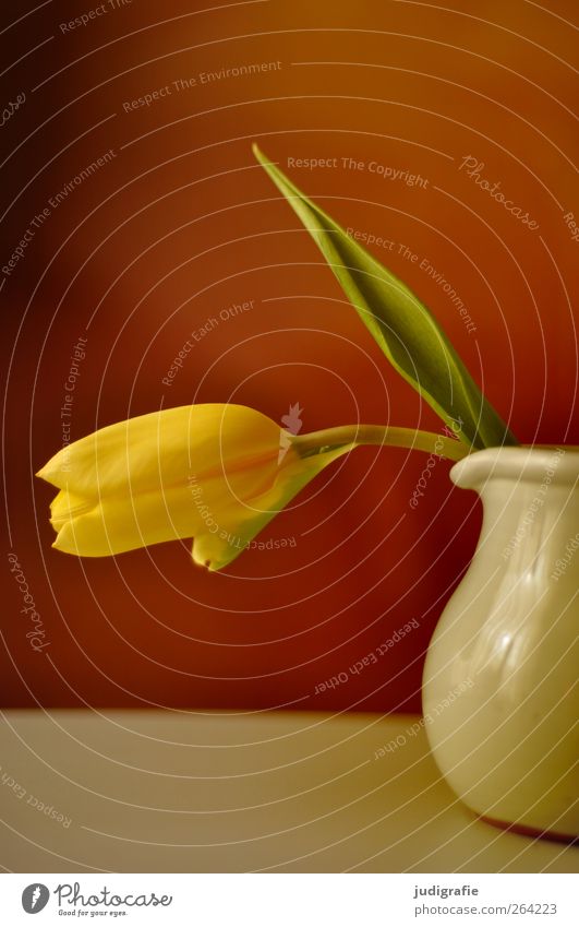 spring Flower Vase Water jug Beautiful Yellow Fragrance Tulip Colour photo Interior shot Copy Space top 1 Blossom leave Deserted Suspended