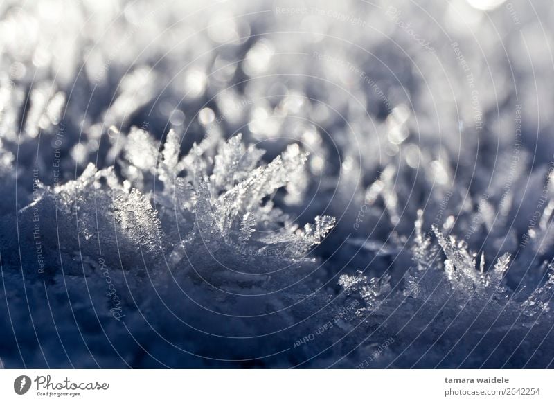 Winter ice crystals Environment Nature Sunlight Weather Ice Frost Snow Freeze Glittering Looking Esthetic Exceptional Fresh Cold Blue White Calm Uniqueness