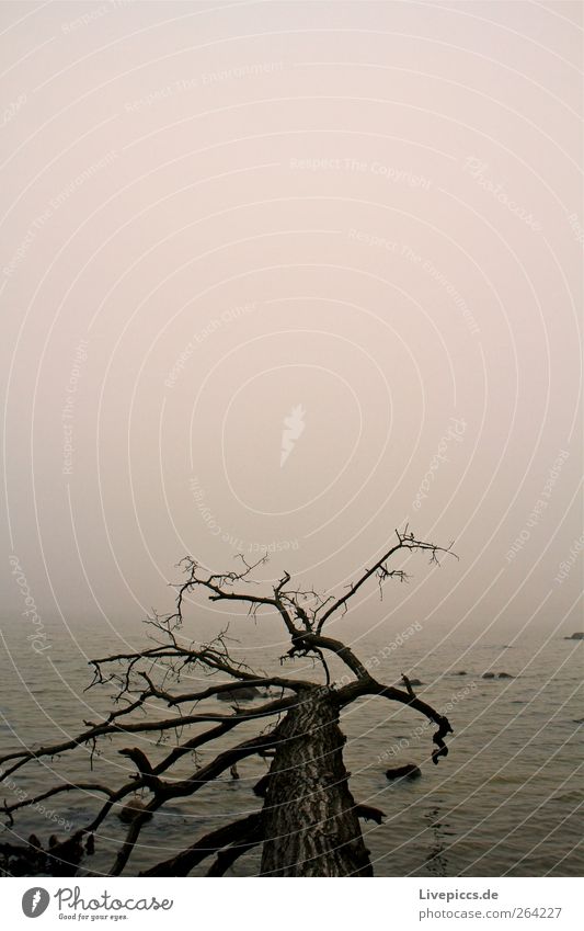 On the yellow shore Nature Plant Water Sky Fog Tree Coast Old Esthetic Dark Gray Black Colour photo Exterior shot Deserted Dawn Topple over Fog bank Tree trunk