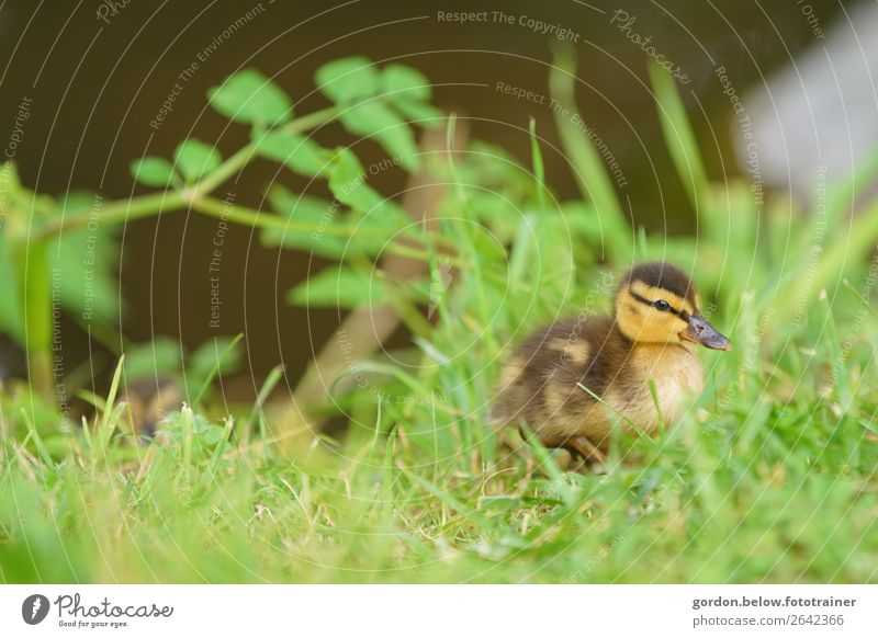 full and happy Nature Plant Animal Spring Beautiful weather Grass Leaf Foliage plant Wild plant Meadow Deserted Wild animal goose chicks 1 Baby animal Observe