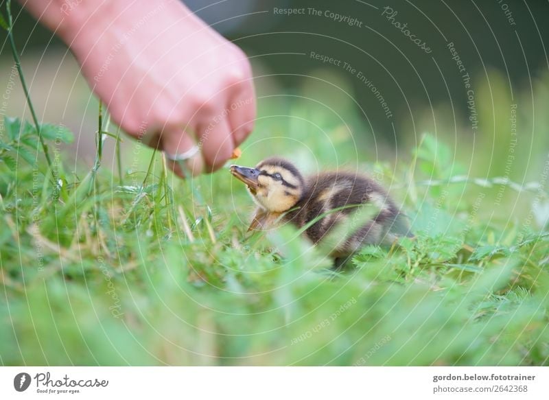 love of animals Hand 1 Human being Nature Plant Animal Grass Meadow Wild animal goose chicks Baby animal Observe Feeding Communicate Happy Small Curiosity Blue
