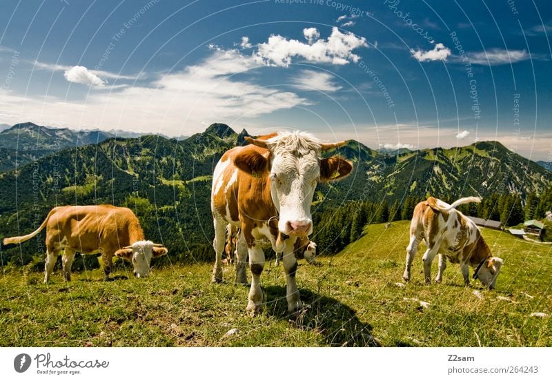 MUHAHA!! Mountain Environment Nature Landscape Sky Clouds Summer Meadow Alps Peak Cow 3 Animal Looking Stand Esthetic Natural Sustainability Bavaria Pasture