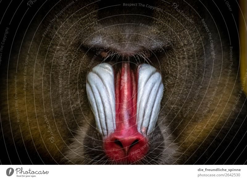 mandrill Animal Wild animal Zoo Monkeys Mandrill Apes Baboon 1 Sit Esthetic Exceptional Elegant Blue Brown Red Power Might Love of animals Respect Adventure