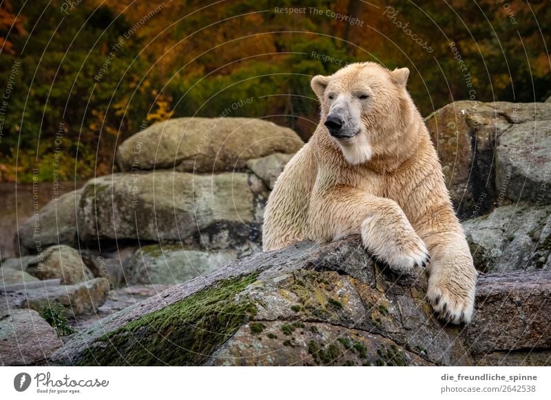 Polar bear in autumn Environment Nature Animal Autumn Climate Climate change Weather Hill Rock Berlin Germany Europe Wild animal Zoo Polar Bear 1 Yellow Gold
