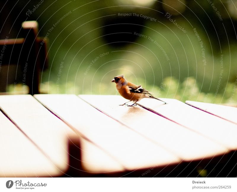 The "little table lay you" lie Nature Animal Bird Wing 1 Table Feces Wood Wait Brown Multicoloured Green Colour photo Exterior shot Day Shallow depth of field
