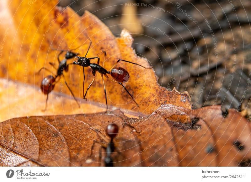 triad | three busy ants Ant animals Wilderness Insect Diligent Forest rainforest River Virgin forest giant ant flaked foliage Animal Exterior shot Colour photo