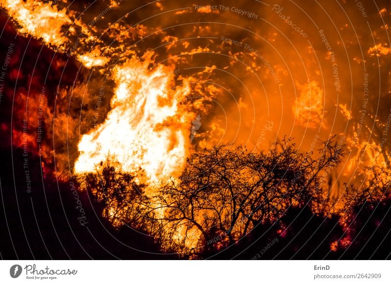 Close Up Brush in Silhouette with Flames Behind Beautiful Environment Nature Landscape Hill Cool (slang) Uniqueness Natural Wild Fear Colour Destruction fire