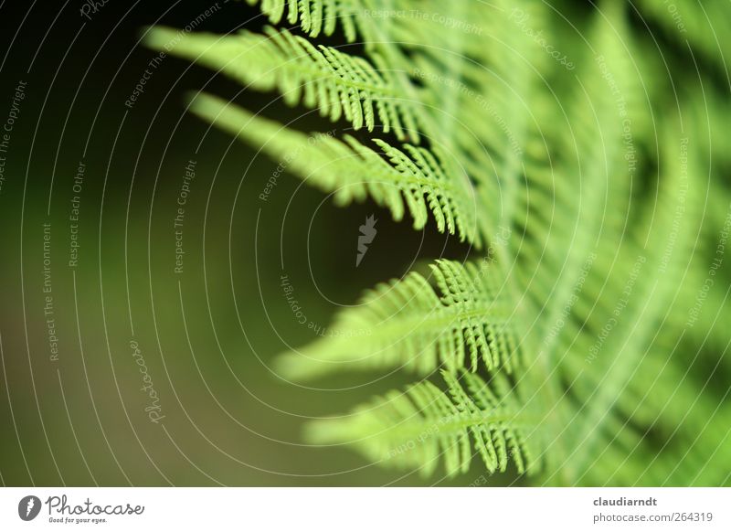 We're going to the end of the war. Nature Plant Summer Fern Leaf Wild plant Green Delicate Blur Fern leaf Leaf green Shallow depth of field Colour photo