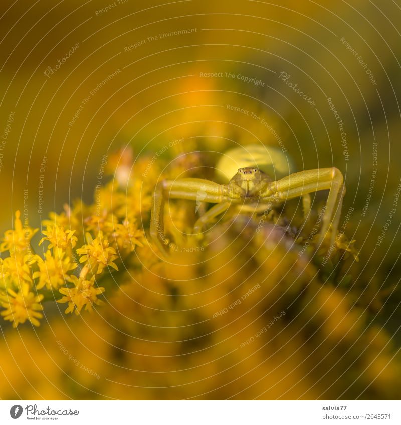 camouflage Environment Nature Summer Plant Flower Blossom Solidago canadensis Garden Animal Animal face Spider Crab spider 1 Observe Blossoming Fragrance