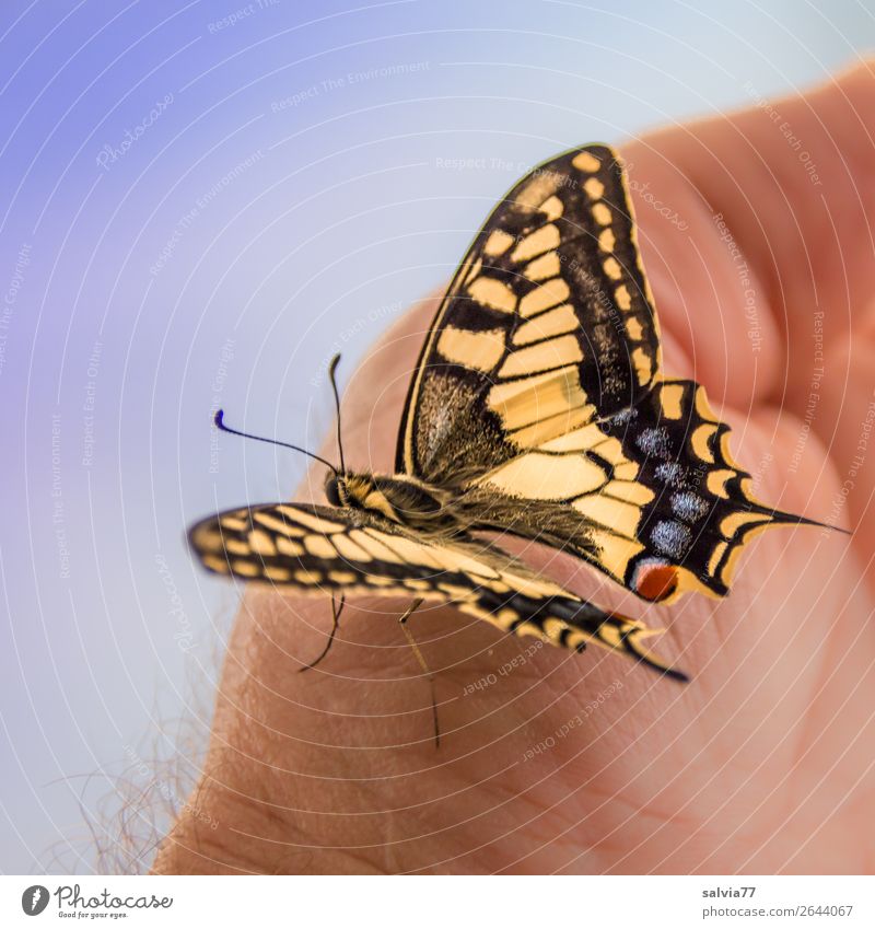 Transformation | completed Hand Nature Summer Animal Butterfly Wing Scales Feeler Insect Metamorphosis Swallowtail 1 Touch Esthetic Elegant Positive Beautiful