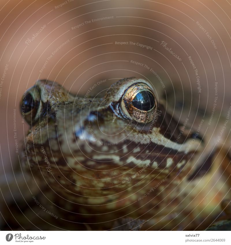 golden eyes Nature Animal Frog Grass frog Amphibian Frog eyes 1 Observe Brown Looking Worm's-eye view Watchfulness Fairy tale Colour photo Subdued colour