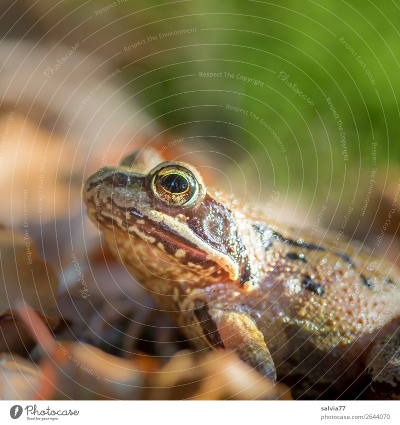 Outstanding frog eyes. Environment Nature Earth Autumn Leaf Forest Animal Wild animal Frog Amphibian 1 Observe Discover Sit Brown Green Colour photo