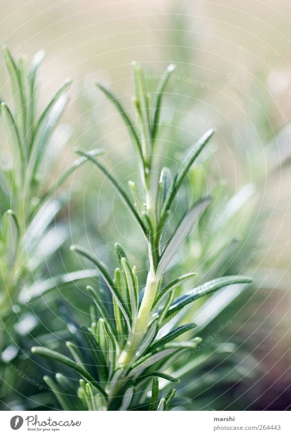 fragrant rosemary Nature Plant Bushes Leaf Foliage plant Agricultural crop Green Rosemary Fragrance Herbs and spices Detail Macro (Extreme close-up)