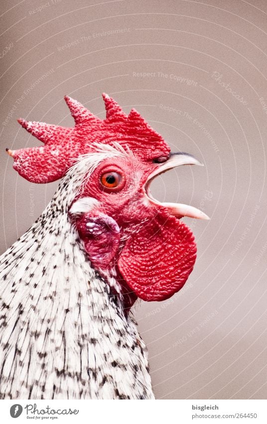 300!!! Pet Farm animal Bird Animal face Rooster Cockscomb 1 Scream Red White Beak Loud Colour photo Exterior shot Deserted Copy Space top Neutral Background Day