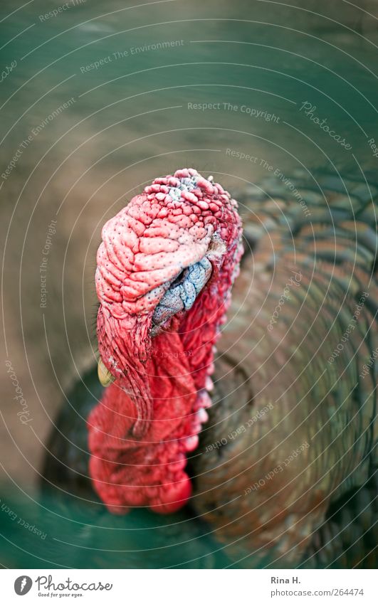 A turkey named Mathilde. Animal Pet Farm animal Bird 1 Hideous Multicoloured Red Poultry Hen Colour photo Exterior shot Deserted Shallow depth of field