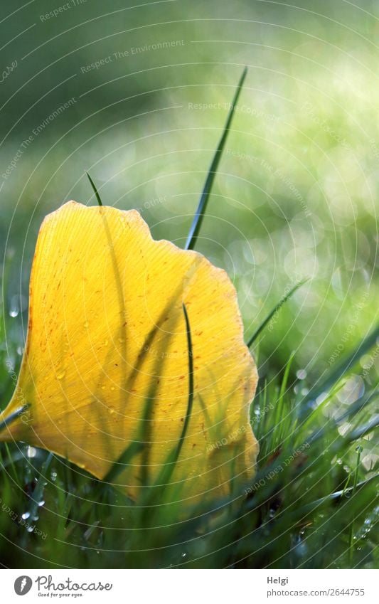 autumn yellow ginkgo leaf with dew drops in the grass Environment Nature Plant Drops of water Autumn Grass flaked Ginko Park Old Glittering Illuminate Lie