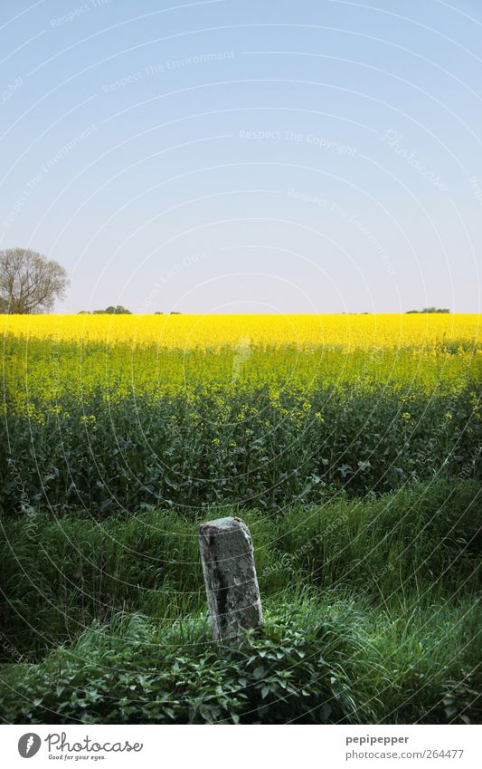 Milestone of Spring Nature Landscape Plant Cloudless sky Beautiful weather Grass Field Stone Blossoming Fragrance Illuminate Blue Yellow Green Canola field