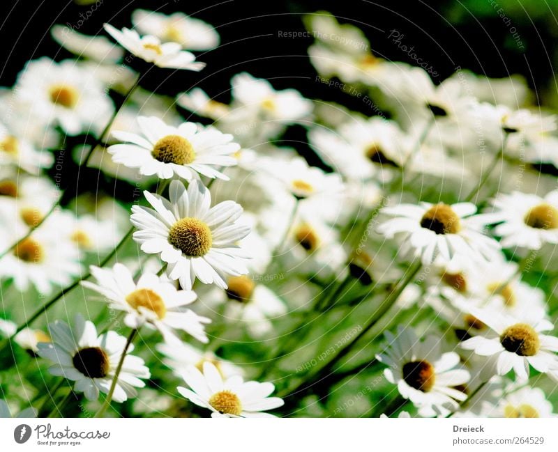 smile Environment Nature Plant Summer Flower Blossom Foliage plant Wild plant Daisy Garden Park Meadow Friendliness Bright Beautiful Soft Yellow Green White