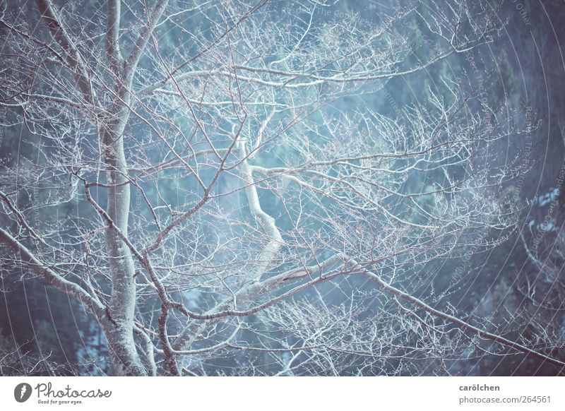 poem Nature Forest Blue Gray Esthetic Simple Elegant Tree trunk Treetop Twig Beech tree Cold Calm Colour photo Subdued colour Exterior shot Detail