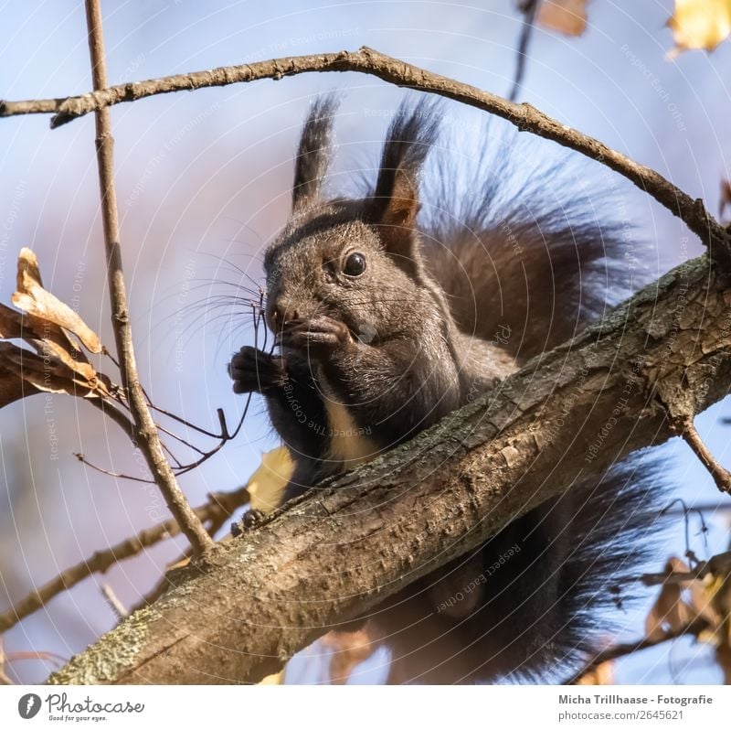 Eating squirrel in a tree Nature Animal Sky Sunlight Beautiful weather Tree Forest Wild animal Animal face Pelt Claw Paw Squirrel Rodent Ear Nose Muzzle 1