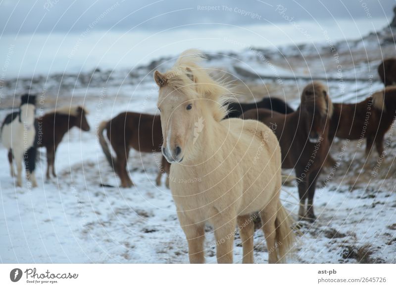Iceland' horses White-haired Long-haired Animal Wild animal Horse Group of animals Athletic Colour photo Animal portrait