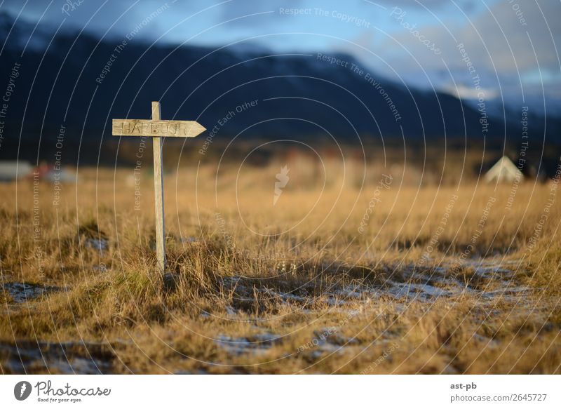Right direction Nature Landscape Beautiful weather Ice Frost Grass Wood Think Colour photo Exterior shot Copy Space right Evening Blur