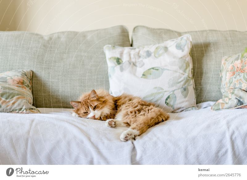 ginger Lifestyle Style Harmonious Well-being Contentment Senses Relaxation Calm Leisure and hobbies Living or residing Flat (apartment) Living room Cushion