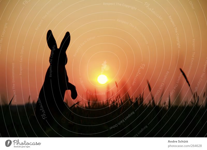 happy easter (no.2) Easter Environment Nature Sun Sunrise Sunset Grass Bushes Animal Hare & Rabbit & Bunny Easter Bunny 1 To feed To enjoy Crouch Looking