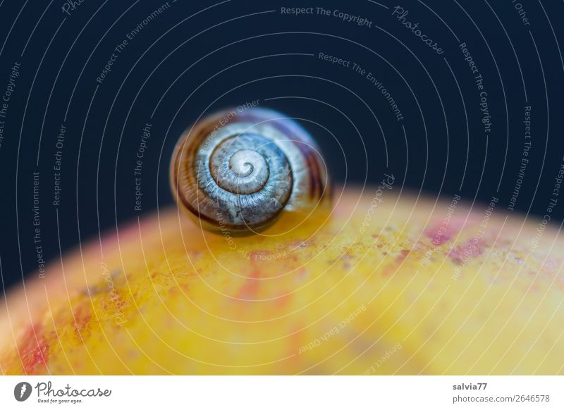 midday nap Environment Nature Autumn Apple Snail 1 Animal Fresh Healthy Above Break Calm Protection Time Spiral Round Contrast Colour photo Exterior shot