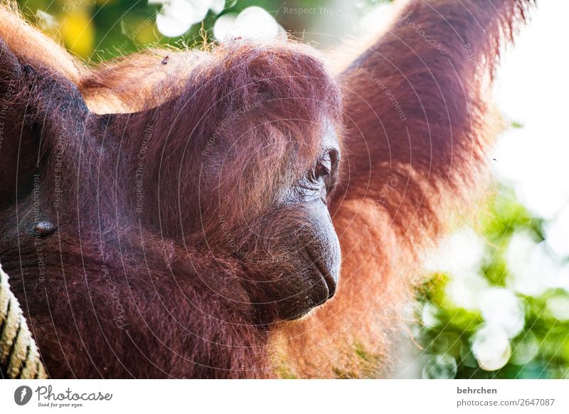 think of something beautiful Vacation & Travel Tourism Trip Adventure Far-off places Freedom Virgin forest Wild animal Animal face Pelt Monkeys Orang-utan 1