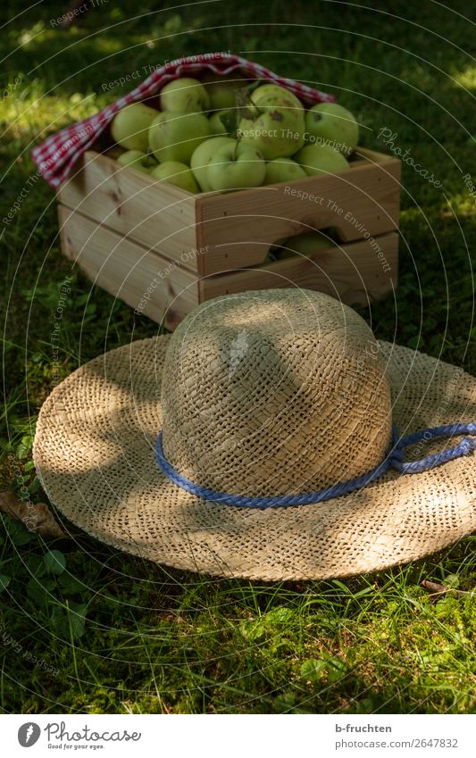 orchard meadow, apple harvest Food Fruit Picnic Organic produce Vegetarian diet Healthy Eating Gardening Agriculture Forestry Summer Autumn Tree Grass Hat Box