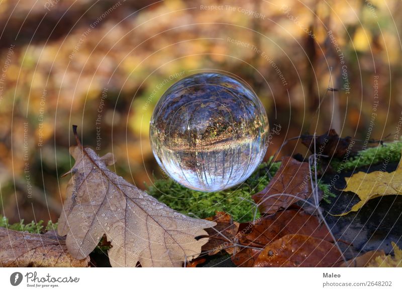autumn Autumn Forest Landscape Nature Sphere Background picture Beautiful Vicinity Glass Glass ball Leaf Exterior shot Tree Autumn leaves Crystal Day Hand Plant
