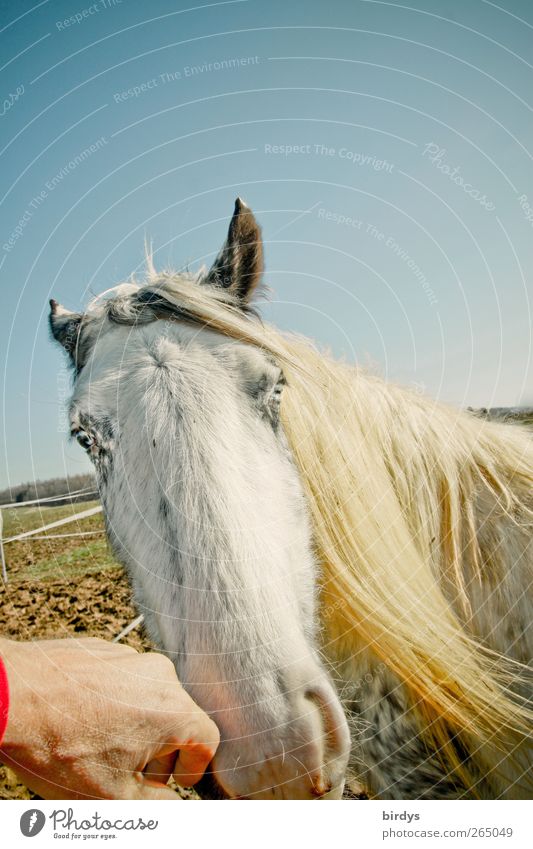 Contacting a white horse with blue eyes in the paddock Horse Hand Horse's head Animal face Touch Love of animals Cloudless sky Beautiful weather Meadow 1