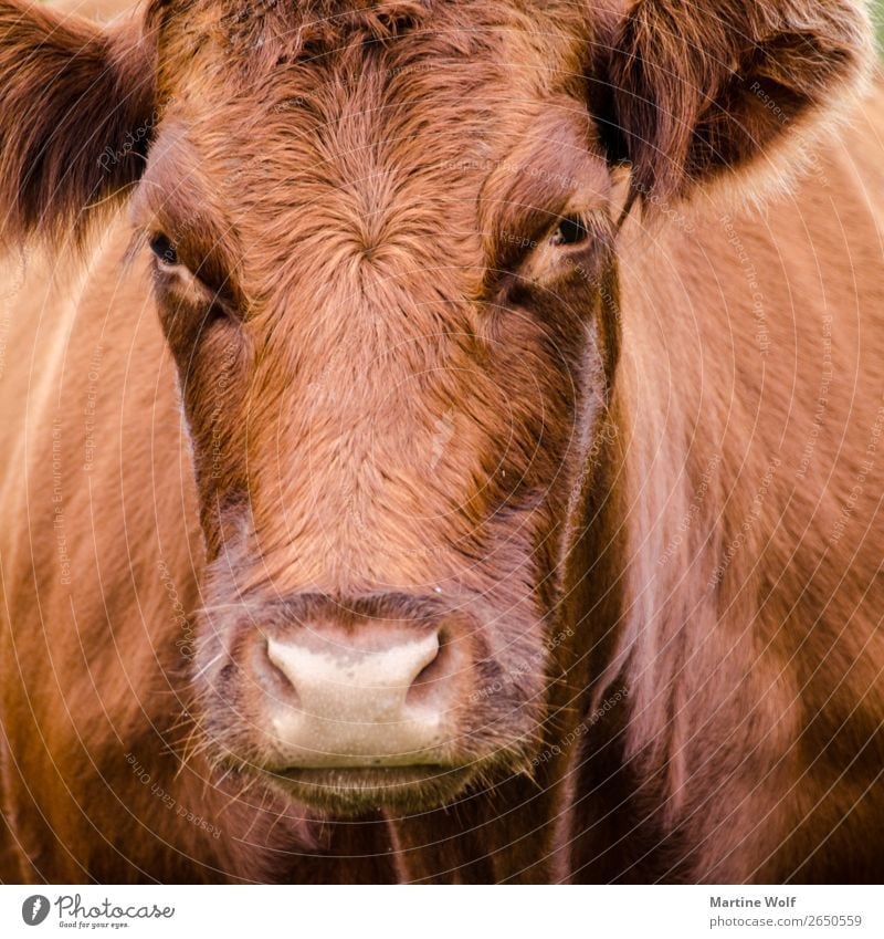 Muhhh² Environment Nature Cow 1 Animal Observe Brown Europe Gorß Great Britain Scotland Looking equanimity Colour photo Deserted Animal portrait