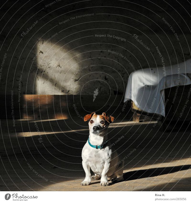 Are you going to leave me here alone? Animal Pet Dog 1 Sit Wait Sympathy Surprise Jack Russell terrier Sofa Wooden floor Hayloft Colour photo Interior shot