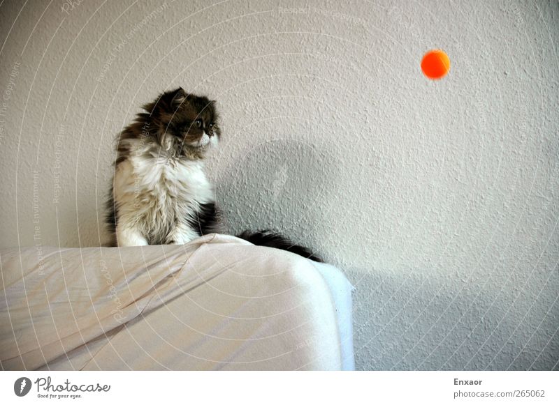 The Ball Pet Cat 1 Animal Sphere Movement To fall Looking Sit Cuddly Curiosity Brown Gray White Interest Colour photo Interior shot Day Light Shadow Contrast